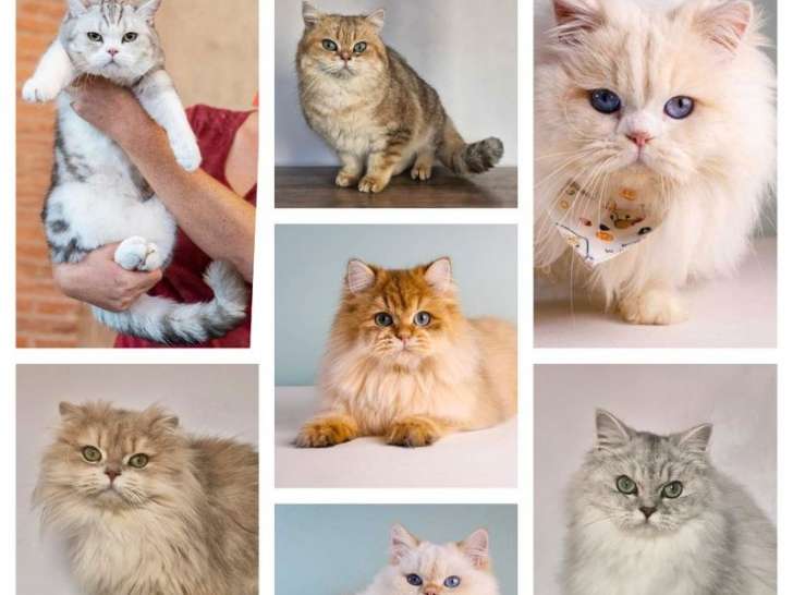 Chat mâle British Longhair LOOF pour saillie extérieure