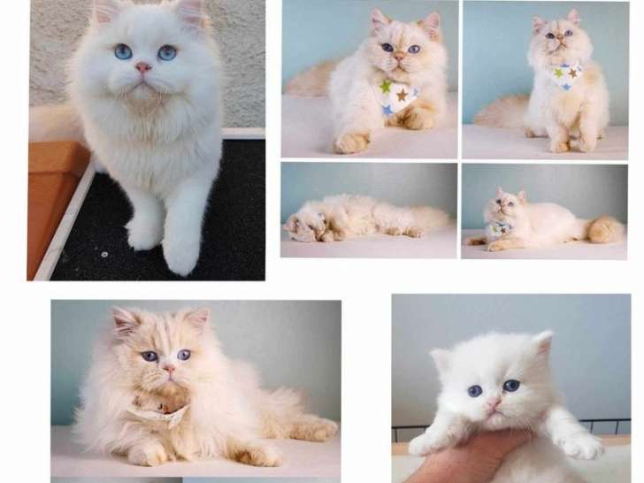 Chat Scottish Straight black silver blotched tabby et blanc disponible pour saillie (LOOF)