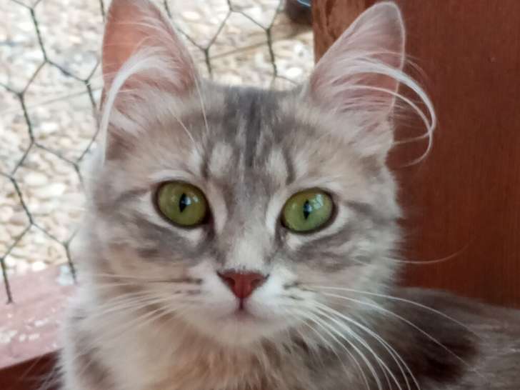 Nova