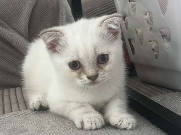 Chaton mâle British Shorthair à vendre