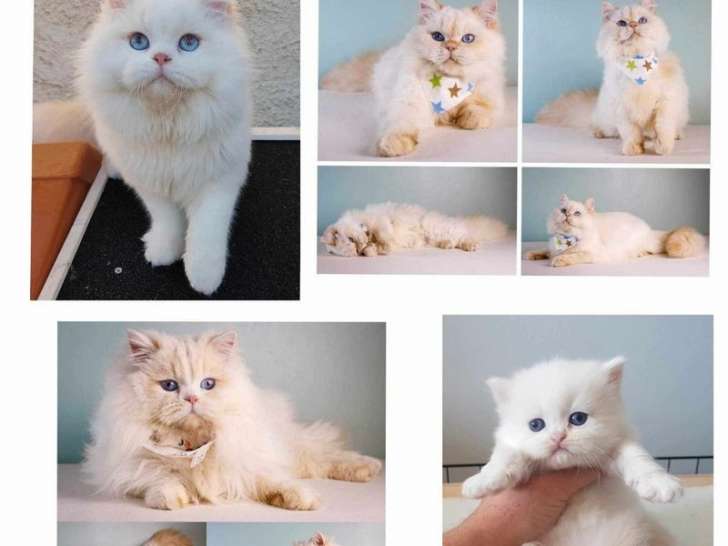 Chat Scottish Straight black silver blotched tabby et blanc disponible pour saillie (LOOF)