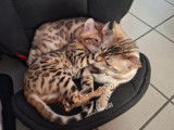 Chaton Bengal à vendre