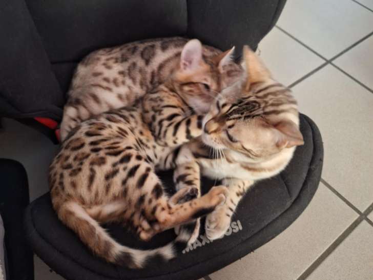Chaton Bengal à vendre