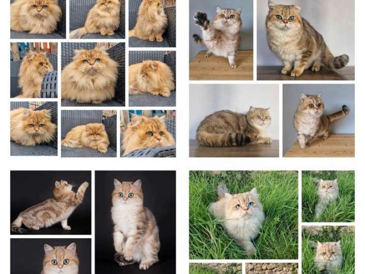 Disponible pour saillie, chat mâle British Longhair (LOOF)