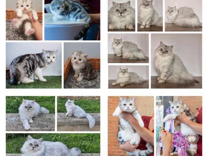 Chat British Shorthair black golden blotched tabby disponible pour saillie (LOOF)