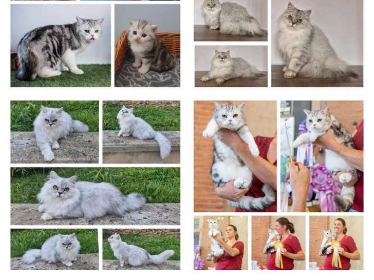 Chat mâle British Longhair blue golden shell LOOF pour saillie