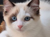2 chatons Ragdoll LOOF disponibles à l’achat