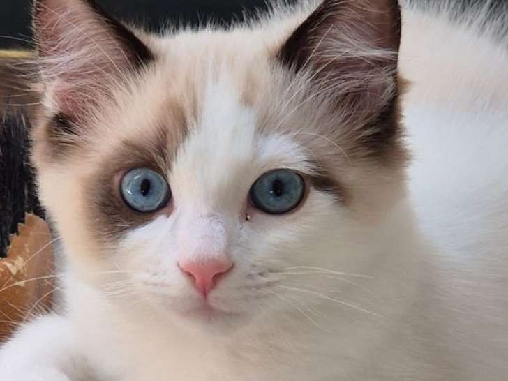 2 chatons Ragdoll LOOF disponibles à l’achat