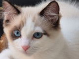 2 chatons Ragdoll LOOF disponibles à l’achat