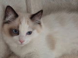 2 chatons Ragdoll LOOF disponibles à l’achat