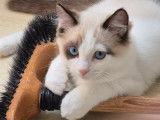 2 chatons Ragdoll LOOF disponibles à l’achat