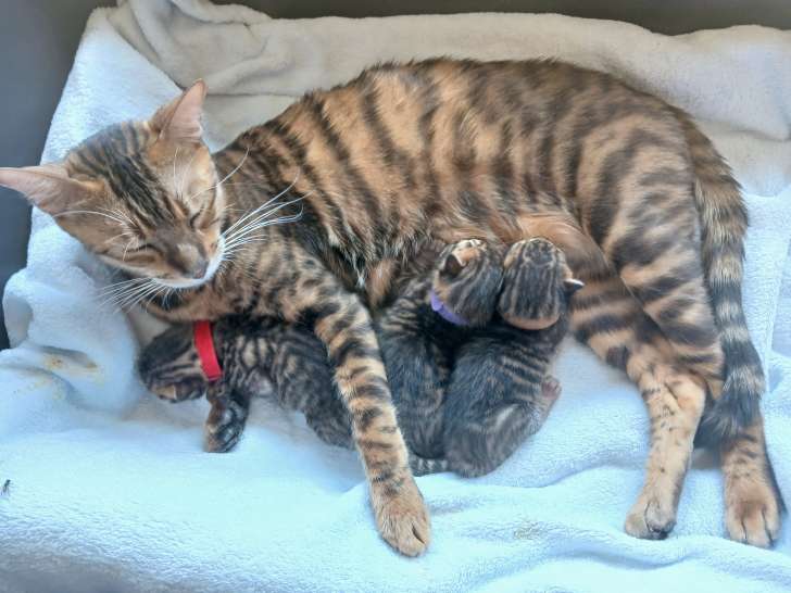 Chatons Toygers mâles à vendre