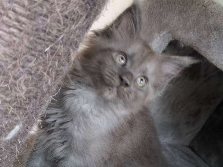 6 magnifiques chatons Maine Coon disponibles