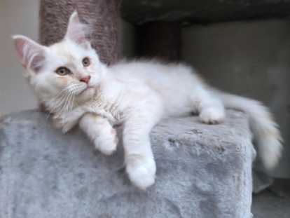 Arieta femelle red smoke et blanc