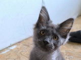 Reste 3 magnifiques chatons Maine Coon disponibles