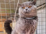 Un chat adulte British Shorthair LOOF bleu disponible pour une saillie