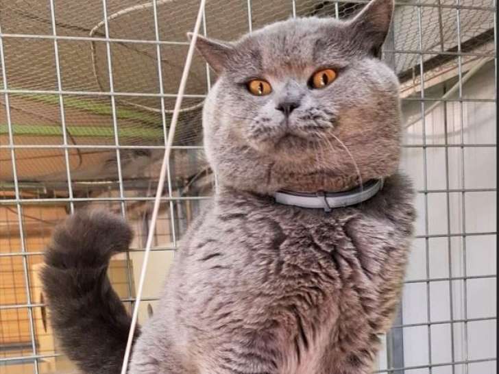 Un chat adulte British Shorthair LOOF bleu disponible pour une saillie