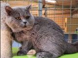 Un chat adulte British Shorthair LOOF bleu disponible pour une saillie