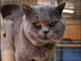Un chat adulte British Shorthair LOOF bleu disponible pour une saillie