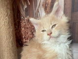 4 chatons Maine Coons LOOF à réserver