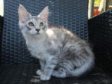 Un chaton mâle Maine Coon black silver tabby LOOF à vendre