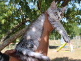 Un chaton mâle Maine Coon black silver tabby LOOF à vendre