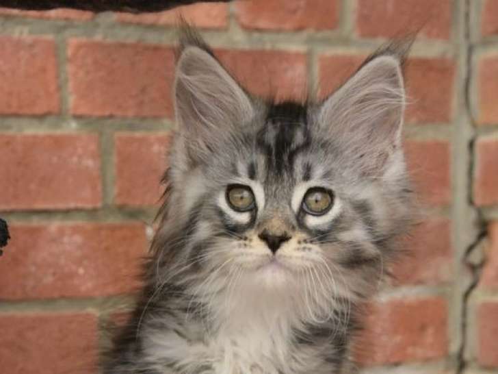 5 chatons Maine Coons LOOF à réserver