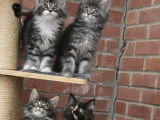 5 chatons Maine Coons LOOF à réserver