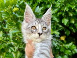 À vendre 5 chatons Maine Coons (LOOF)