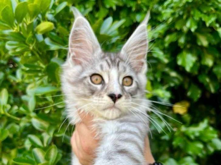 À vendre 5 chatons Maine Coons (LOOF)