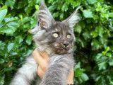À vendre 5 chatons Maine Coons (LOOF)