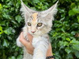 À vendre 5 chatons Maine Coons (LOOF)