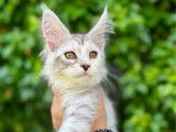 À vendre 5 chatons Maine Coons (LOOF)