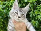 À vendre 5 chatons Maine Coons (LOOF)
