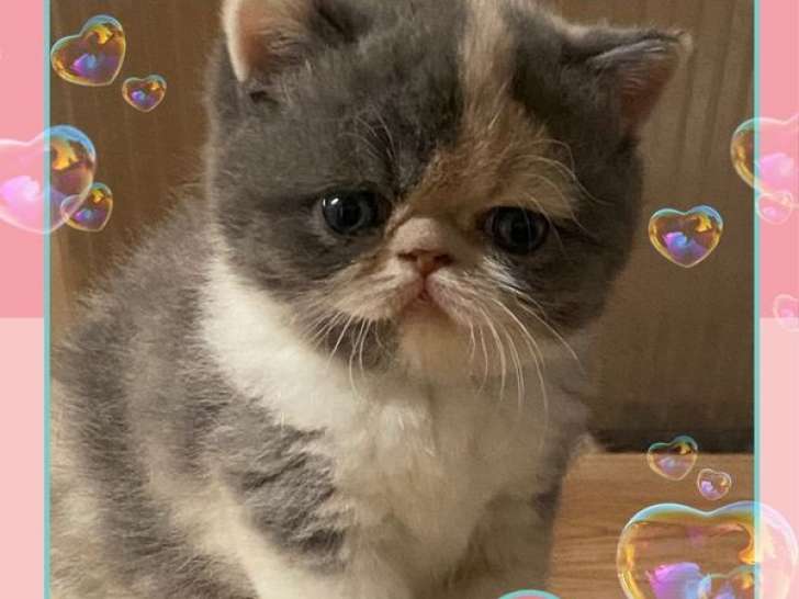 À vendre 5 chatons Exotic Shorthair LOOF