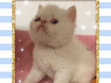 À vendre 5 chatons Exotic Shorthair LOOF