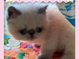 À vendre 5 chatons Exotic Shorthair LOOF