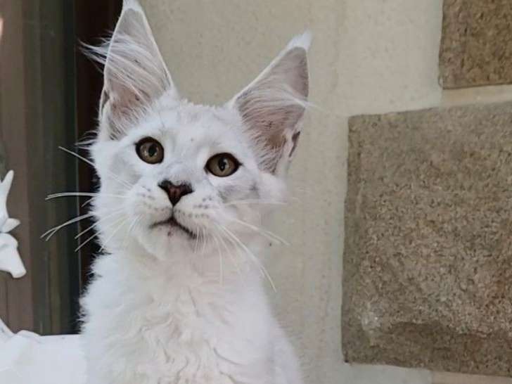 Des chatons Maine Coons XXL shaded LOOF à vendre