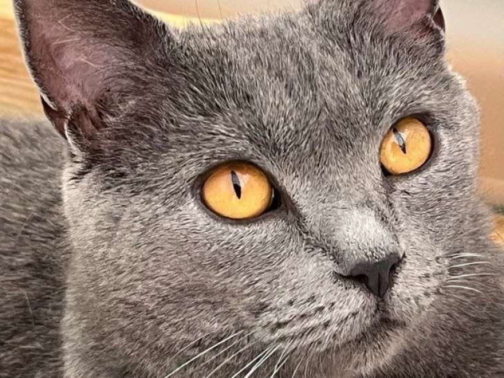 Une chatte Chartreux LOOF de 4 ans à vendre