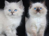 Des chatons Ragdolls LOOF à vendre