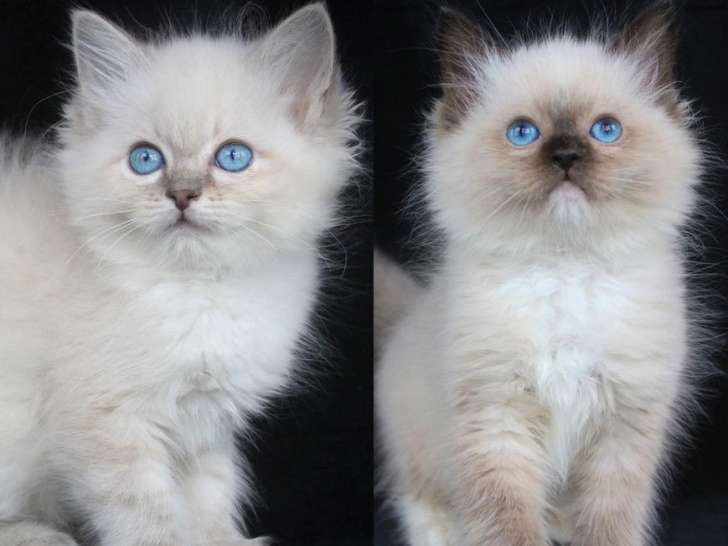Des chatons Ragdolls LOOF à vendre