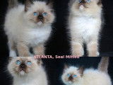 Des chatons Ragdolls LOOF à vendre