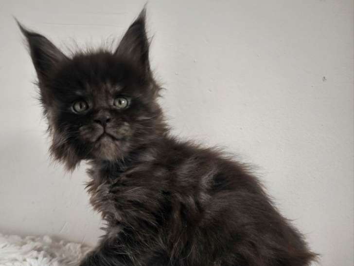 4 chatons Maine Coons LOOF à réserver