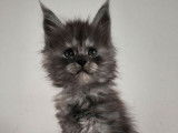 4 chatons Maine Coons LOOF à réserver
