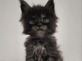 4 chatons Maine Coons LOOF à réserver