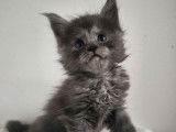 4 chatons Maine Coons LOOF à réserver