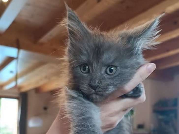 Un chaton mâle Maine Coon bleu smoke LOOF disponible à la réservation