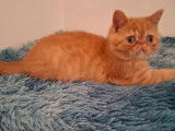À vendre 3 chatons Exotic Shorthair (LOOF)