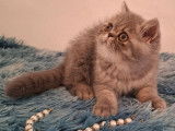 À vendre 3 chatons Exotic Shorthair (LOOF)