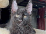 À vendre 2 chatons Maine Coons (LOOF)